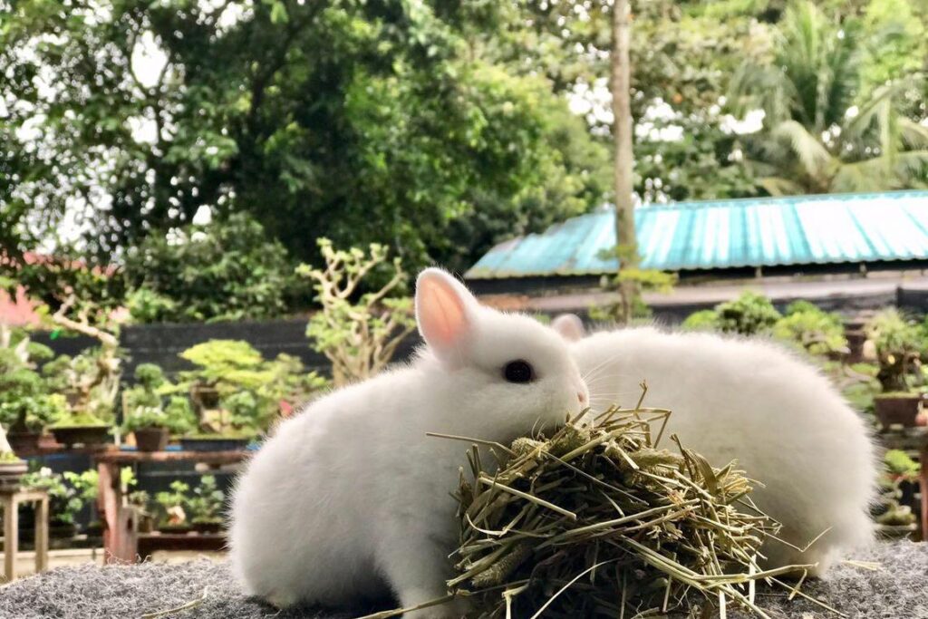 rabbit care