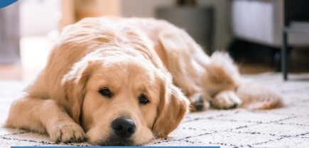 Why Do Dogs Cause Destruction at Home and How to Solve This Problem?